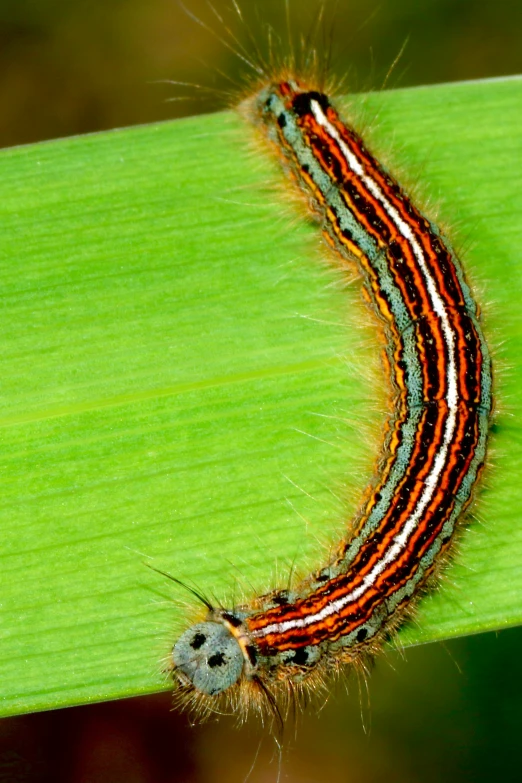 a caterpillar is curled up on a green plant