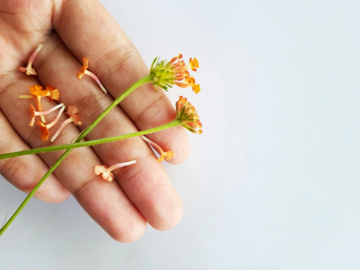 tiny orange and yellow flower buds sprout from the top of the leaves