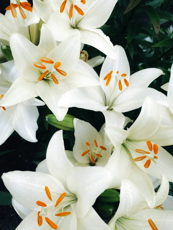 white lilies with orange stipulations grow from a tree