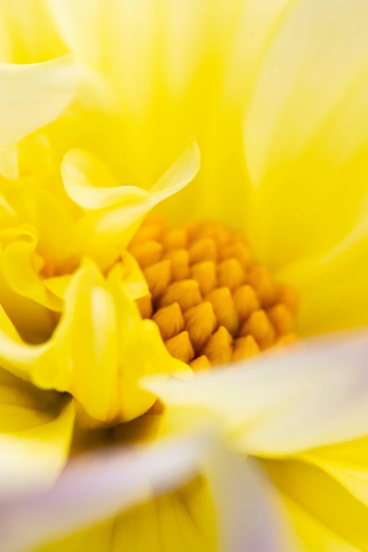 a yellow flower with very sharp stamen petals