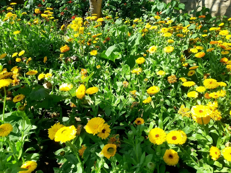 a bunch of yellow flowers that are in a garden