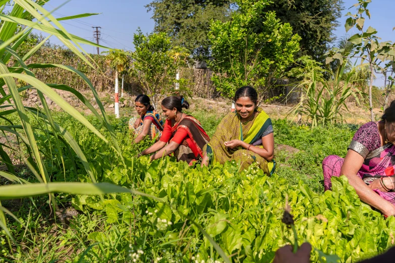 four women in a field looking at plants