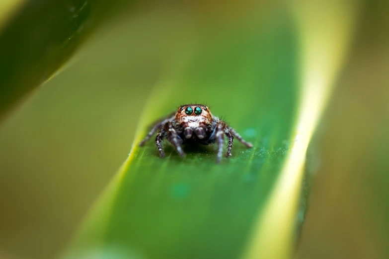 an insect sitting on a green leaf in the grass