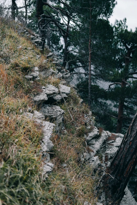 there is a bear standing on a rock