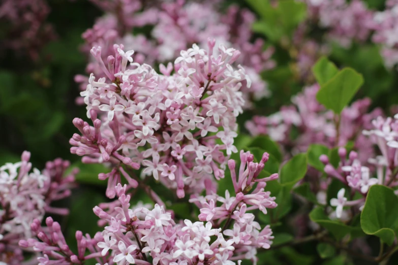 close up s of small purple flowers with green leaves