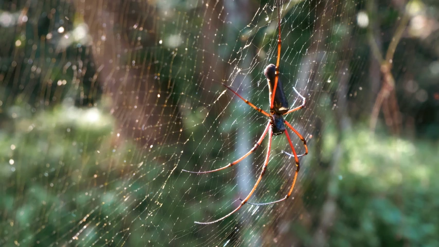 an orange spider sitting in the center of its web