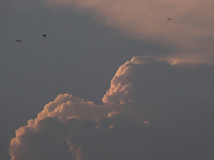 three birds fly through the clouds at sunset