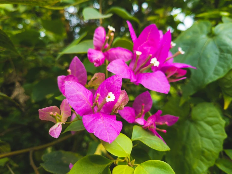 the small pink flowers are near many leaves