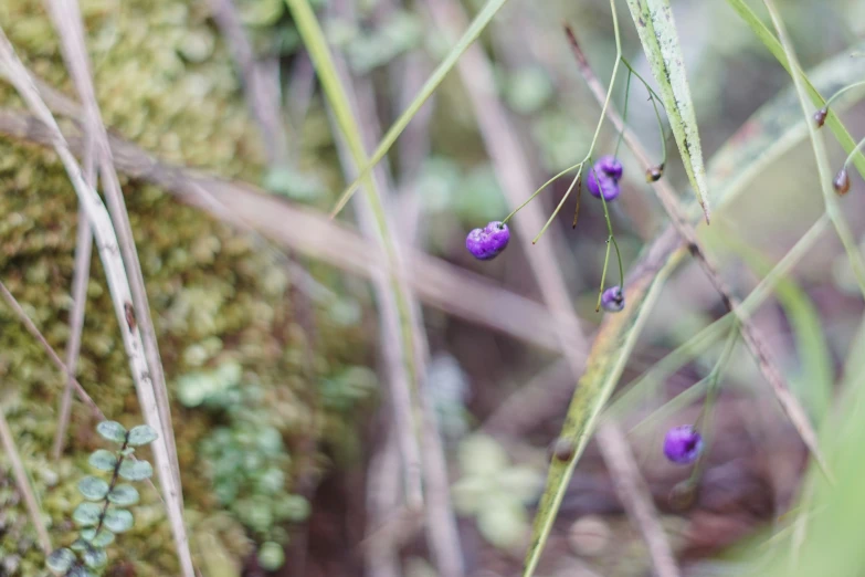 purple berries are displayed on a tall tree