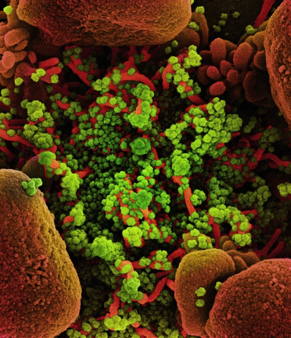 green and red kaolina cells in a cell