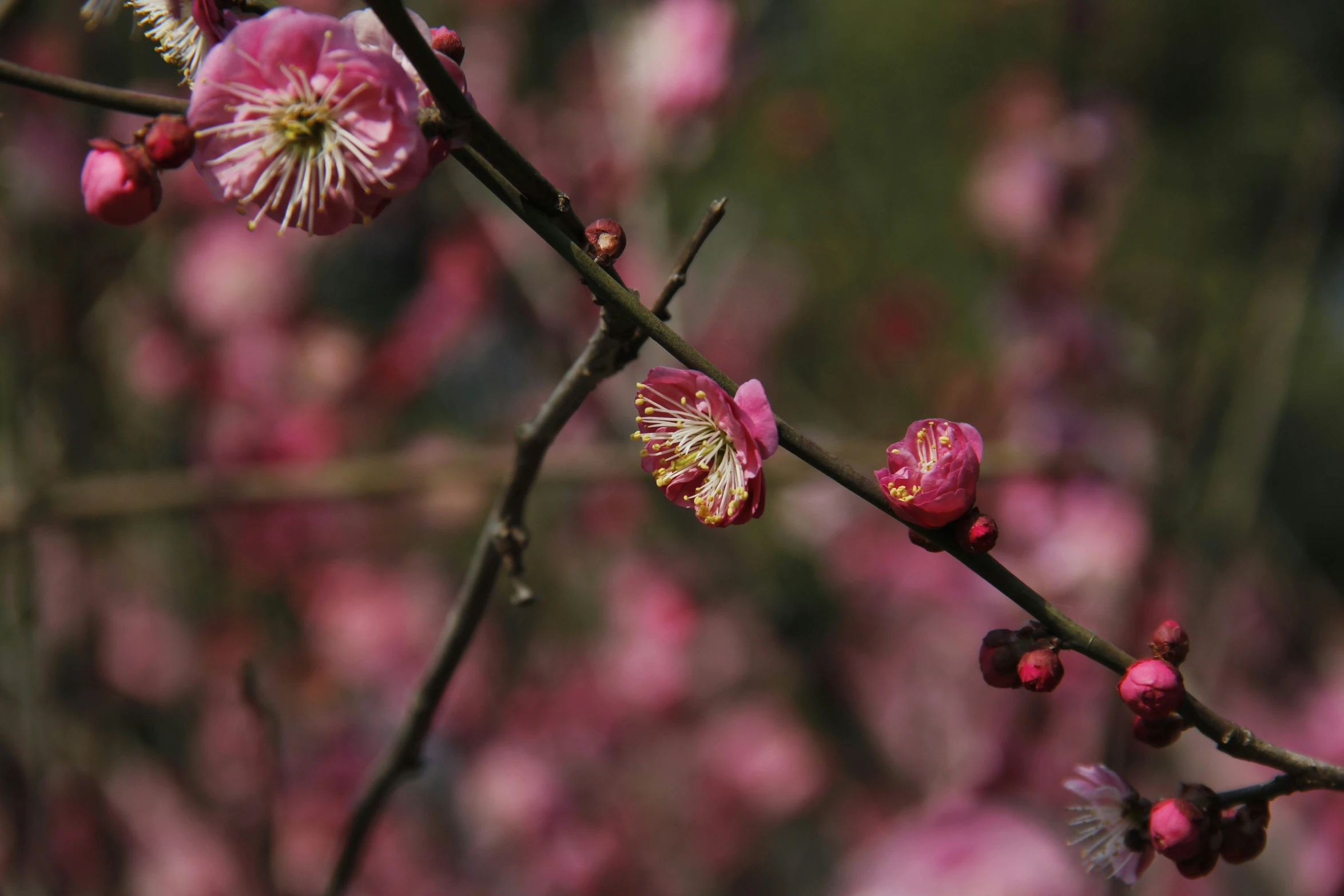 the flowering tree is pink with white flowers