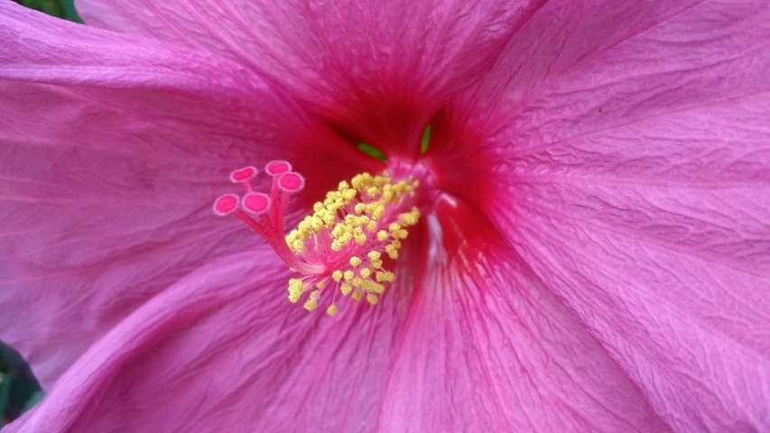 a flower in full bloom on top of green leaves