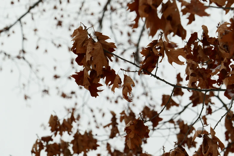 some brown and yellow leaves hanging from the nches