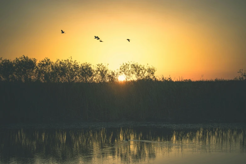 the birds are flying in the sky at sunset