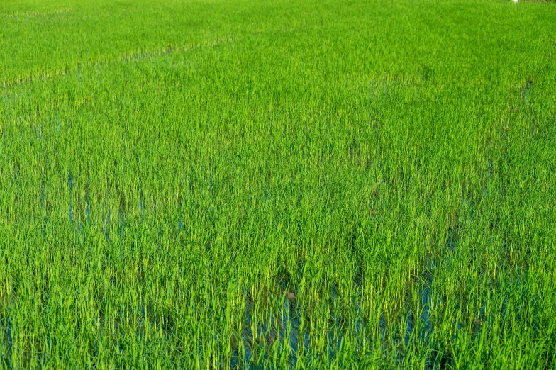 the green field is very tall and has lots of trees