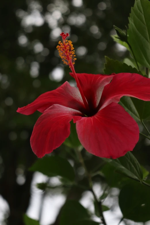 a large red flower on a stem in front of some trees