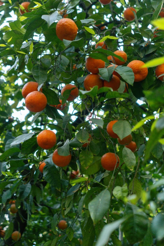 oranges growing on trees, ready to be picked