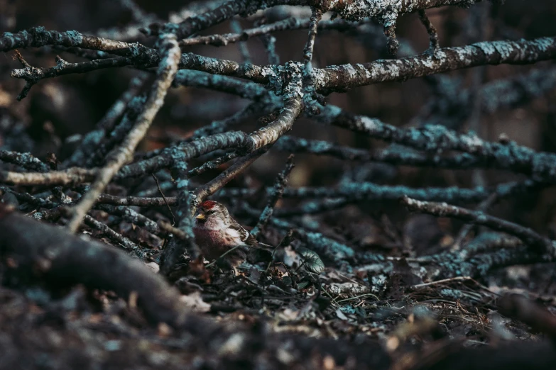 a small bird perched on the nch of a tree