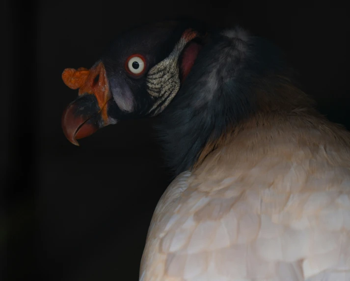 a bird with large beak and a scary look on its face