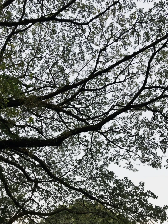 a bench next to a large tree near a park