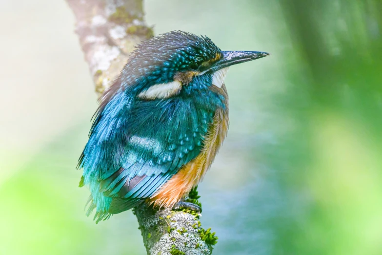 colorful bird sitting on a nch in a forest