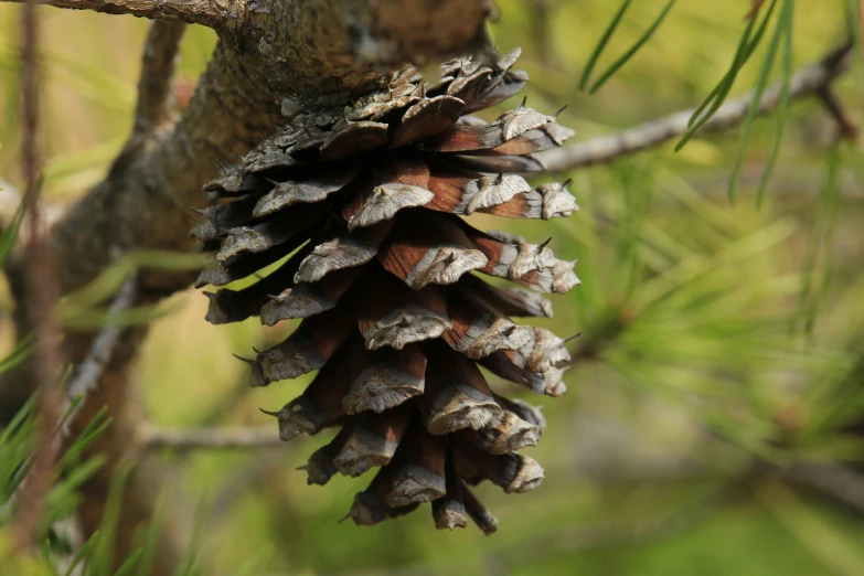 a close up of a tree trunk with a pine cone