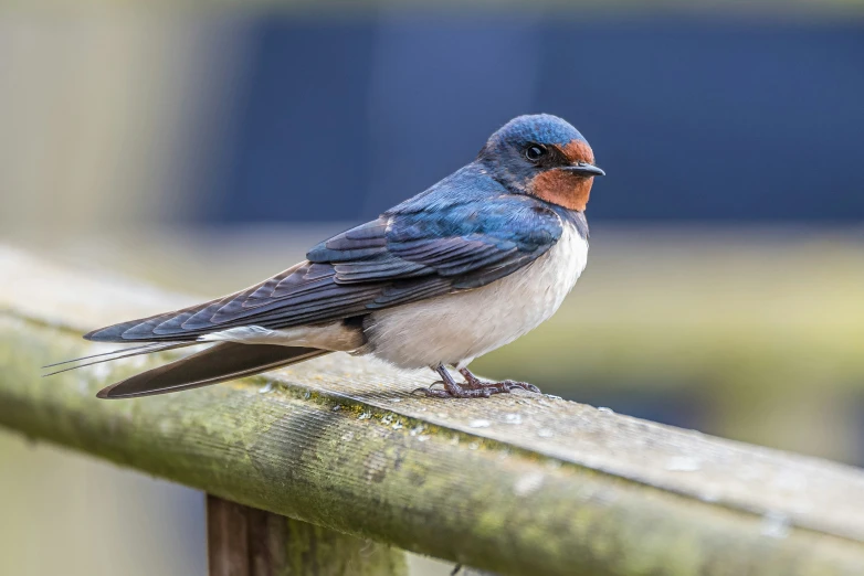 a blue and white bird with a red head sitting on a bench