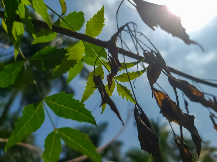 the leaves on a nch in front of the sun