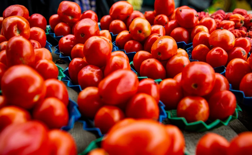 red tomatoes are placed on green trays