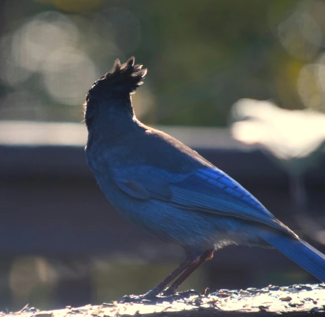 a blue bird sitting on top of a rock