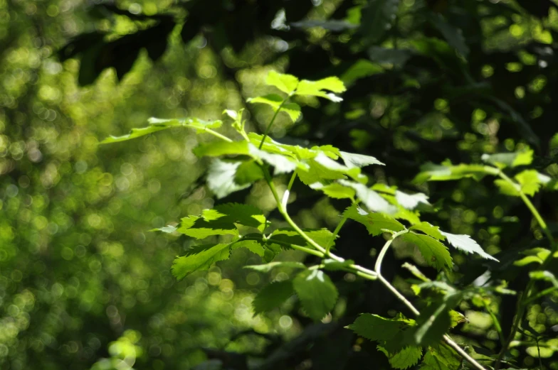 some green leaves are growing on the tree