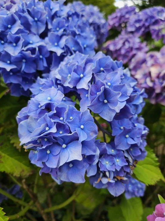 blue flowers are growing together in a garden