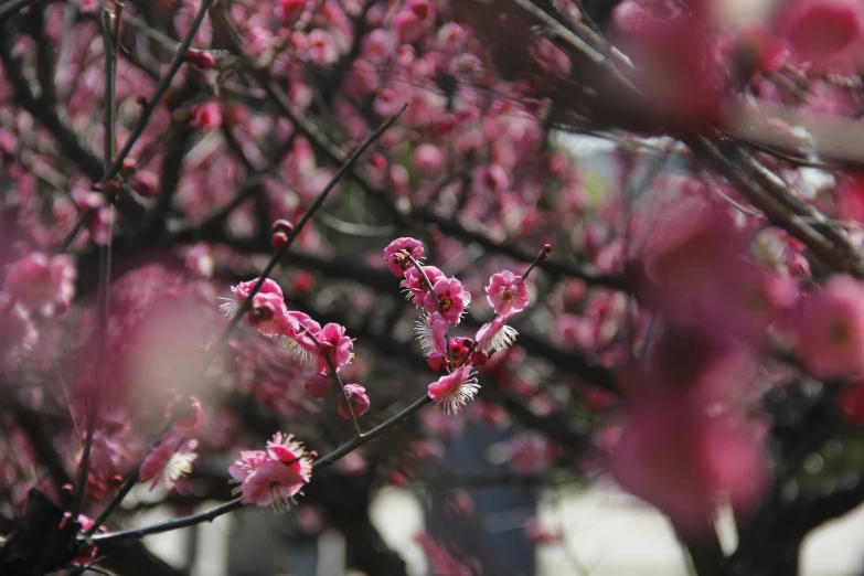 a pink flowered tree in bloom with lots of buds