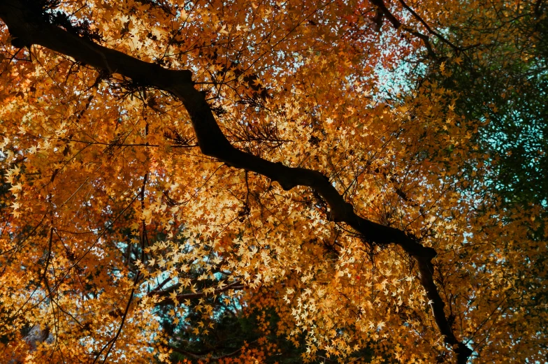 a close - up of the tops of colorful autumn leaves