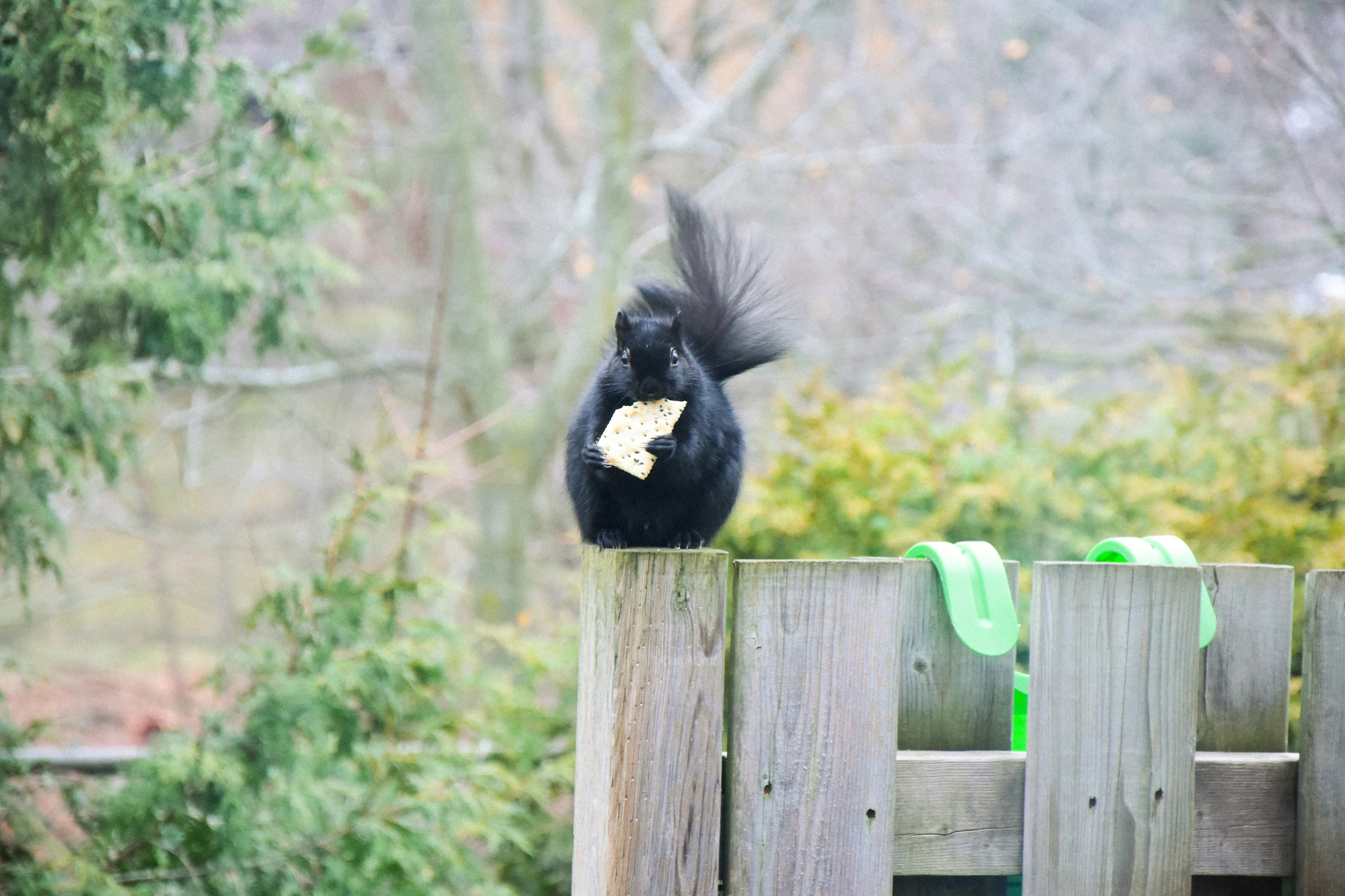 a black squirrel with a piece of bread in it's mouth