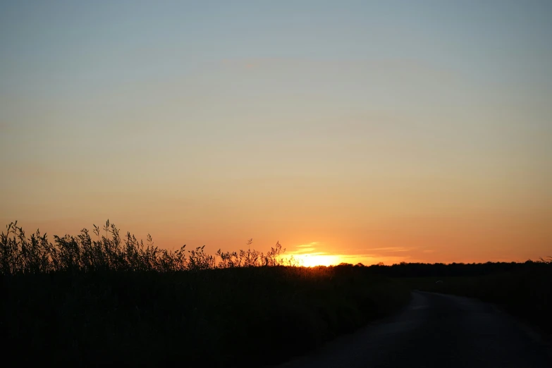 a lone animal walking on a road under a sunset