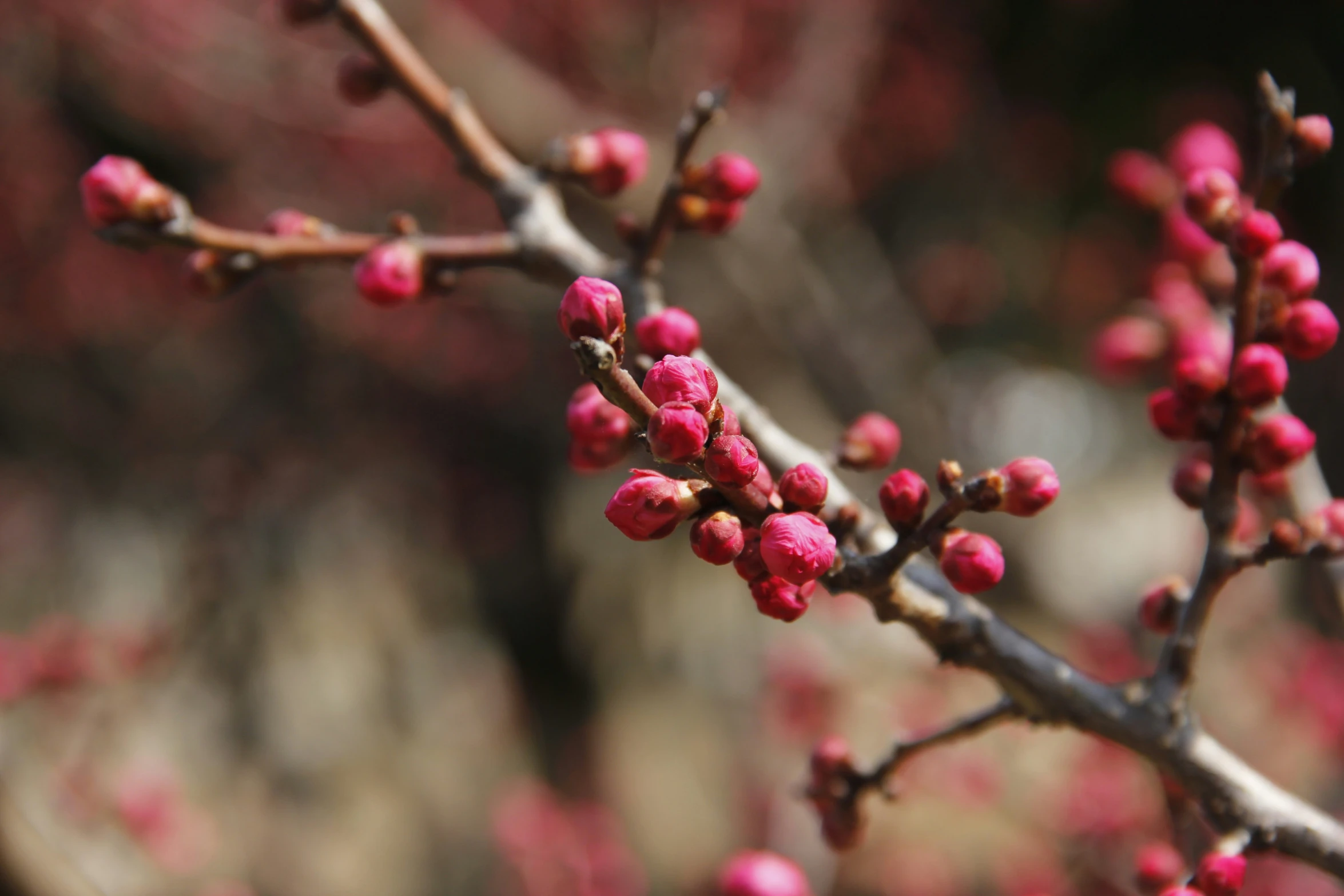 small red flower buds hang on the nches of tree