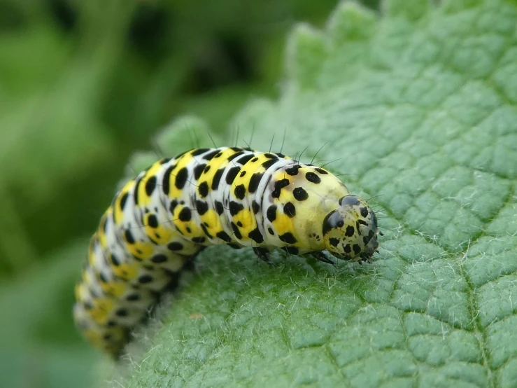 a monarch erfly caterpillar crawling on a green leaf