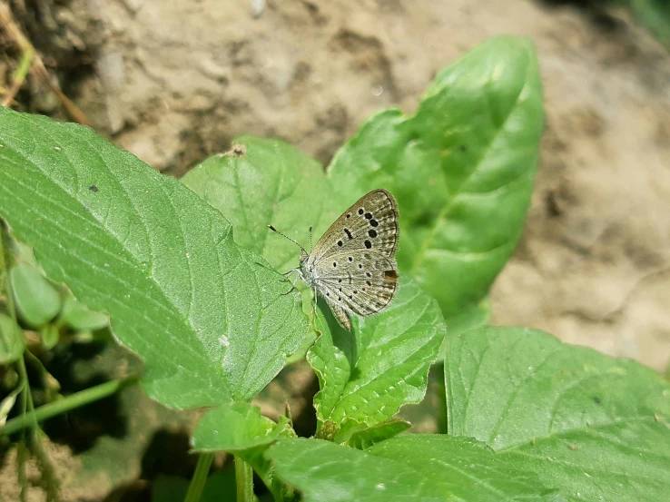 a erfly sitting on top of some leaves