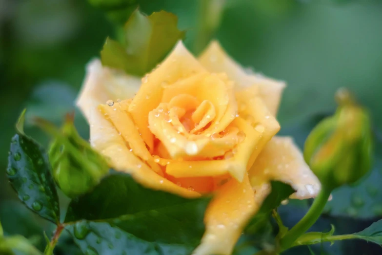 a yellow rose with water droplets on its petals