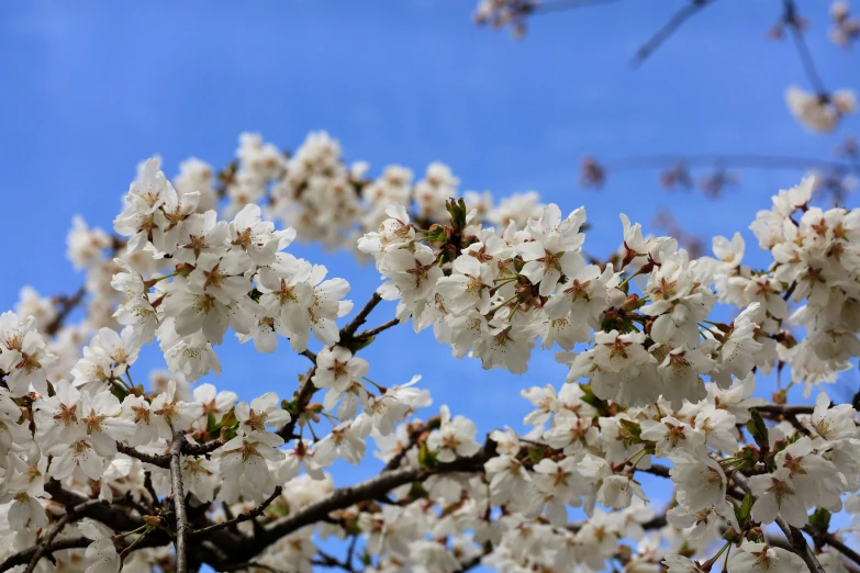 a tree with white flowers against a blue sky