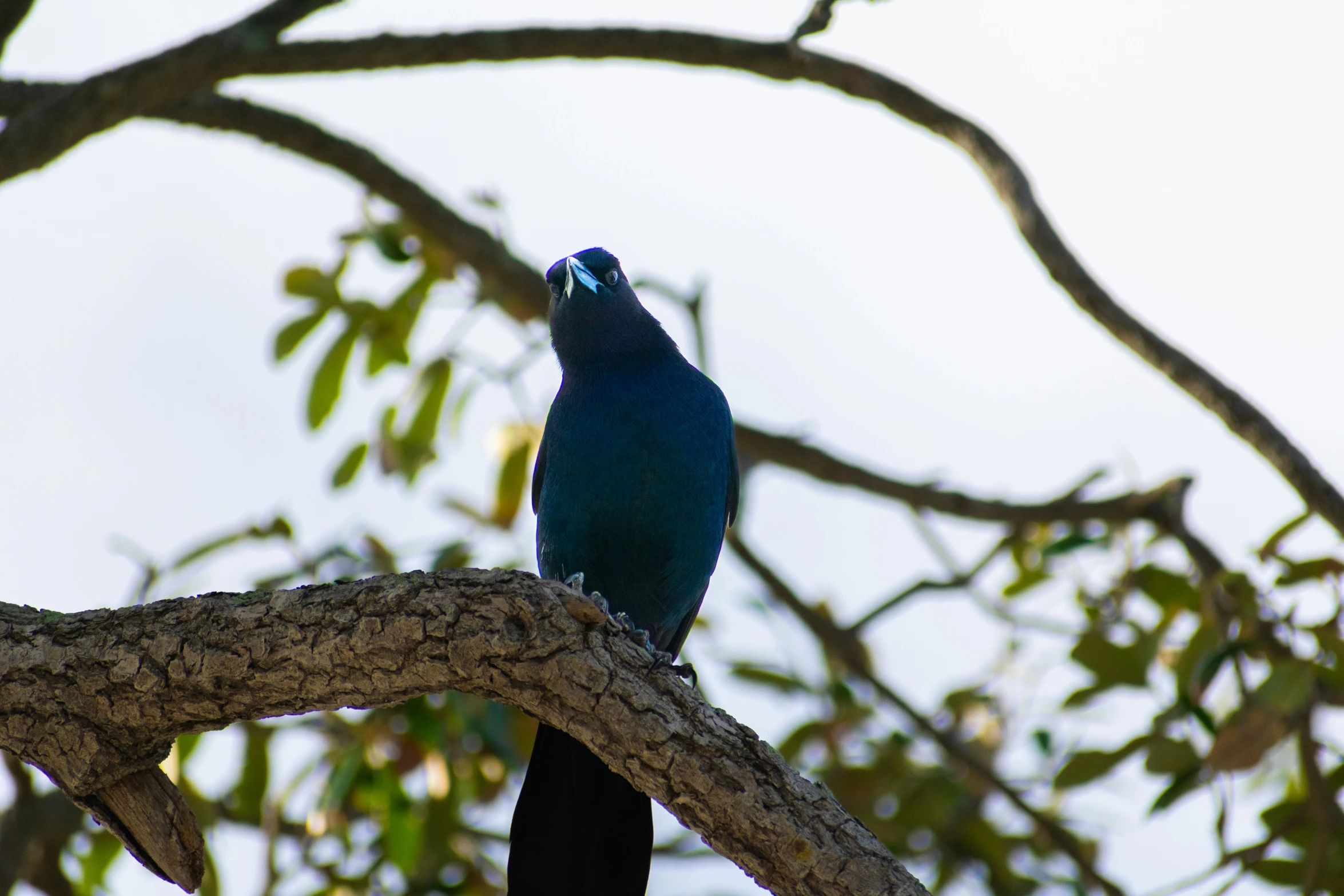 a bird sitting on the nch of a tree