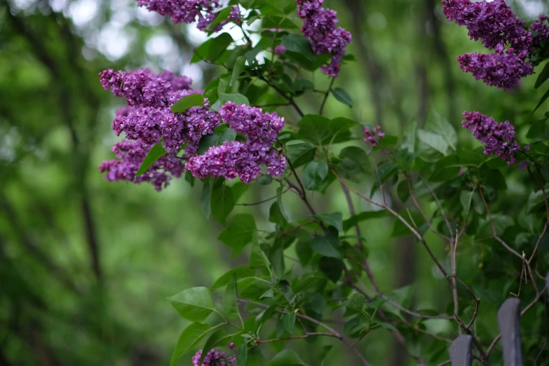 a bush with purple flowers growing from it