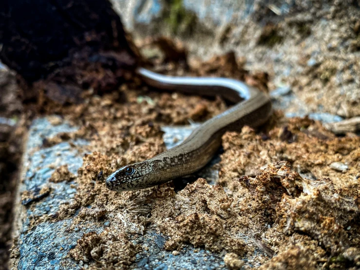 a lizard is on the ground near some rocks