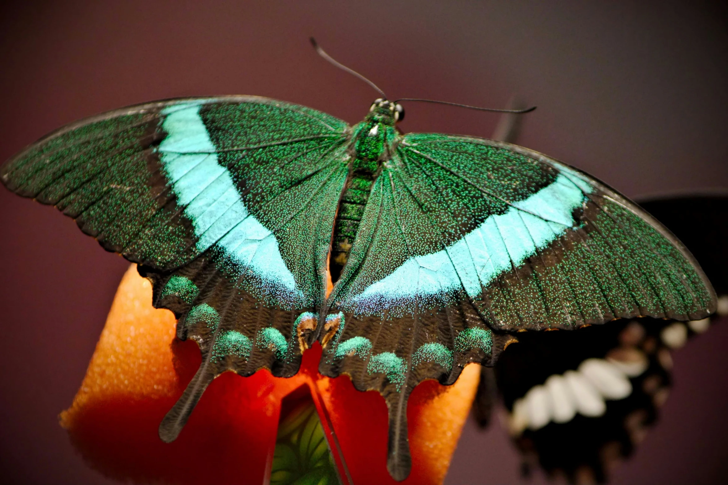 a large green and white erfly resting on an orange flower