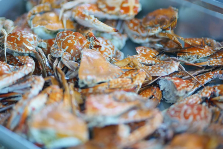 the fresh crabfish are in the bucket and ready to eat