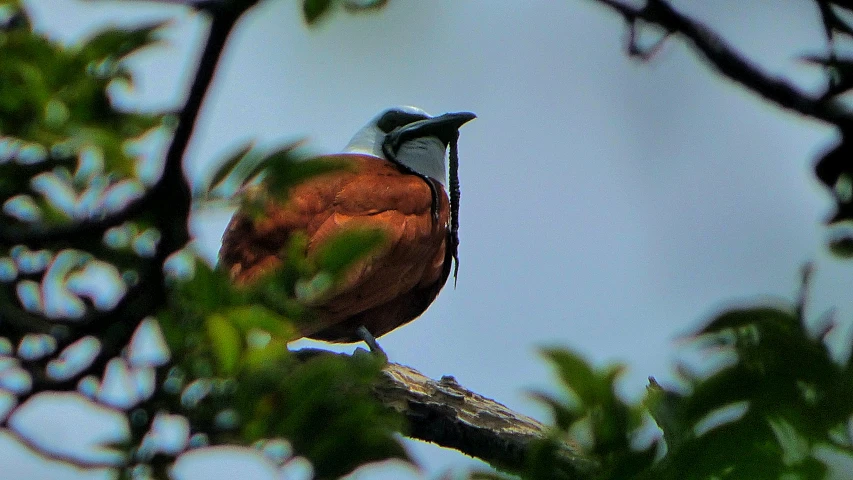 an exotic bird sitting in the top of a tree