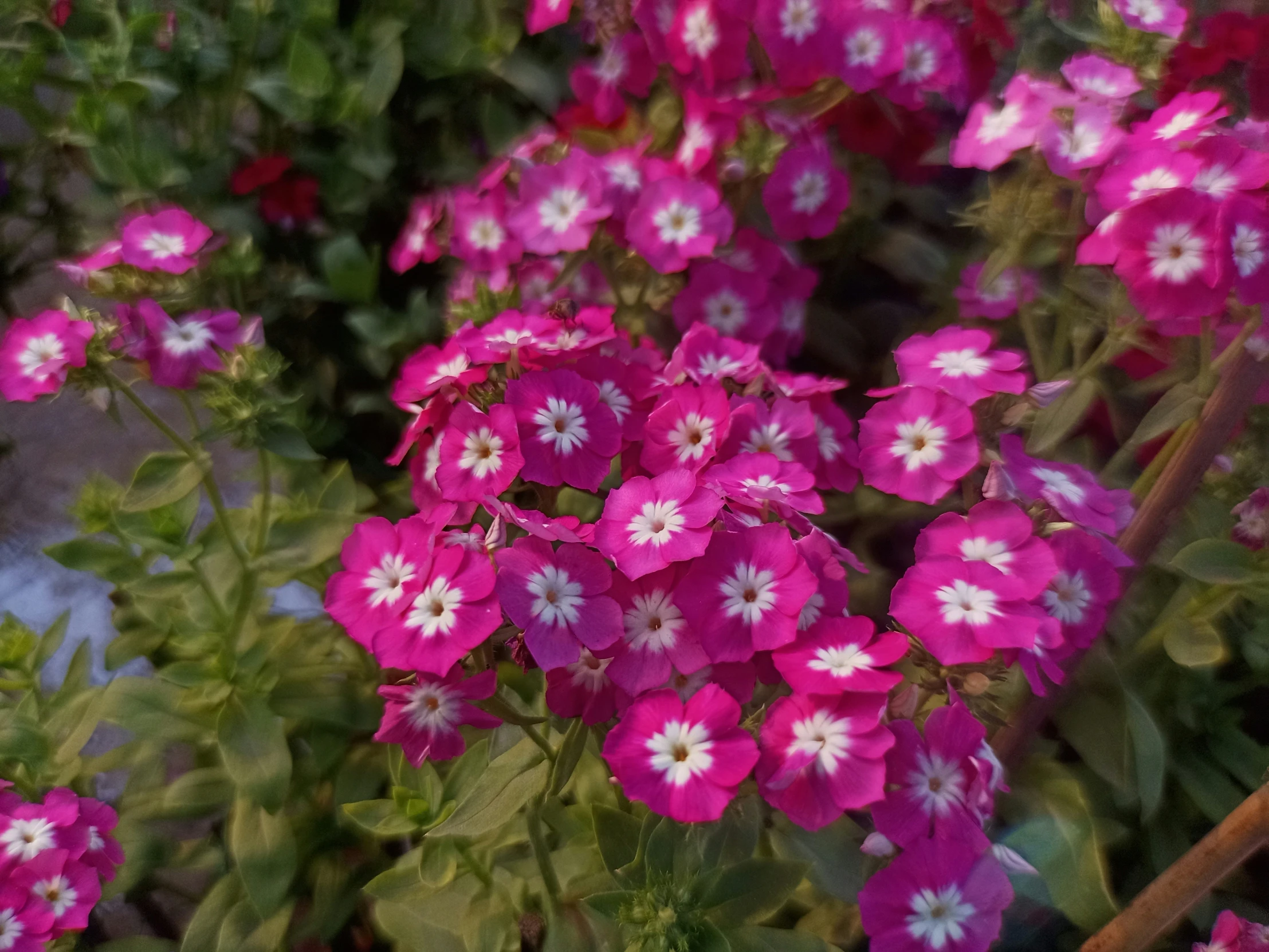 a cluster of pink flowers sitting on the ground