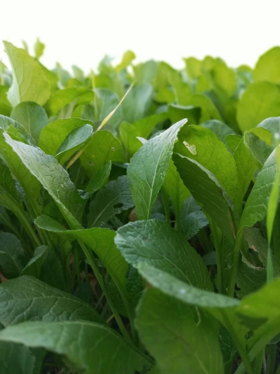 a close up of a bunch of green leaves