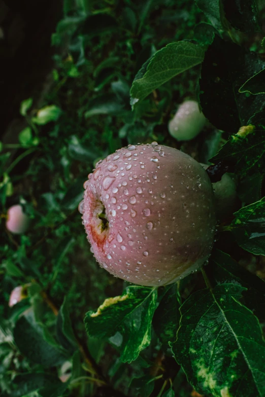 an apple tree with a leaf covered fruit